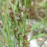 Juncus compressus Fruit