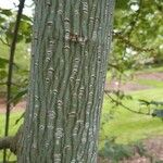 Acer rubescens Corteza
