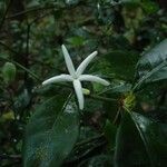 Psychotria microglossa Flower