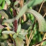 Erigeron acris ഇല