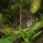 Habenaria tridactylites Hábito