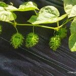 Passiflora foetida Cvet