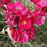 Rosa pendulina फूल