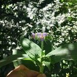 Tinantia erecta Blüte