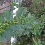 Urtica urensLeaf