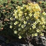 Saxifraga muscoides Fula