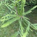 Taxodium distichumЛист