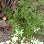 Lepidium bonariense Folha