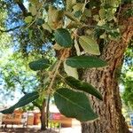 Quercus suber Leaf