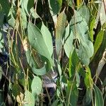 Eucalyptus ovata Hoja