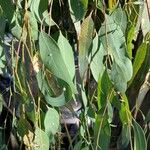 Eucalyptus ovata Blatt