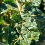 Solanum sisymbriifolium List
