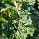 Solanum sisymbriifolium Folio