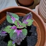 Coleus decurrensLeaf