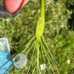 Aegilops geniculata Fruto
