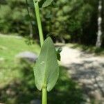 Noccaea perfoliata Feuille