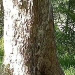 Canarium madagascariense 树皮