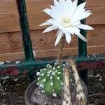 Echinopsis subdenudataফুল