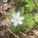 Anemonoides quinquefoliaFlower