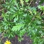 Euryops pectinatus Folio