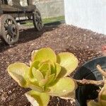 Echeveria giganteaFoglia