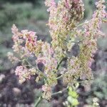 Rumex intermediusFlor