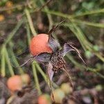 Rosa abietina Fruit