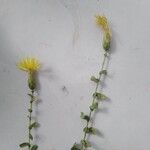 Klasea cerinthifolia Blatt