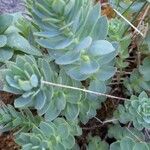 Rhodiola rosea List