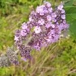 Buddleja davidiiBlodyn