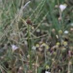 Allium oleraceum Fruit