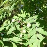 Sorbus domestica ഇല