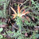 Castilleja tenuiflora Hàbitat