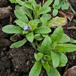 Myosotis sylvatica Habitus