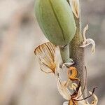 Aloe officinalis Vaisius