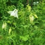 Aquilegia vulgarisЦветок