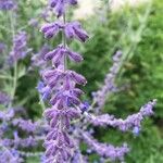 Salvia yangii Flower