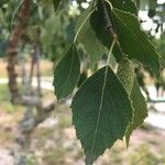 Betula celtiberica 葉
