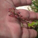 Indigofera hirsuta Flor