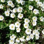 Arenaria montanaFlower