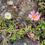 Erigeron karvinskianusVirág