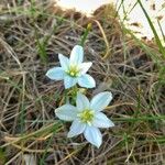 Ornithogalum gussonei Floare