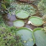 Victoria amazonica Habitat