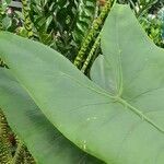 Alocasia zebrina Leaf