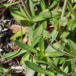 Viscaria alpina Leaf