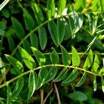 Hedysarum hedysaroides Hoja