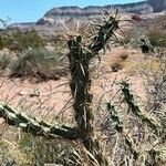 Cylindropuntia acanthocarpa Levél