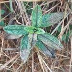 Helianthemum nummularium Leaf