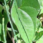 Dioscorea polystachya Hoja