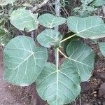 Ficus abutilifolia Агульны выгляд